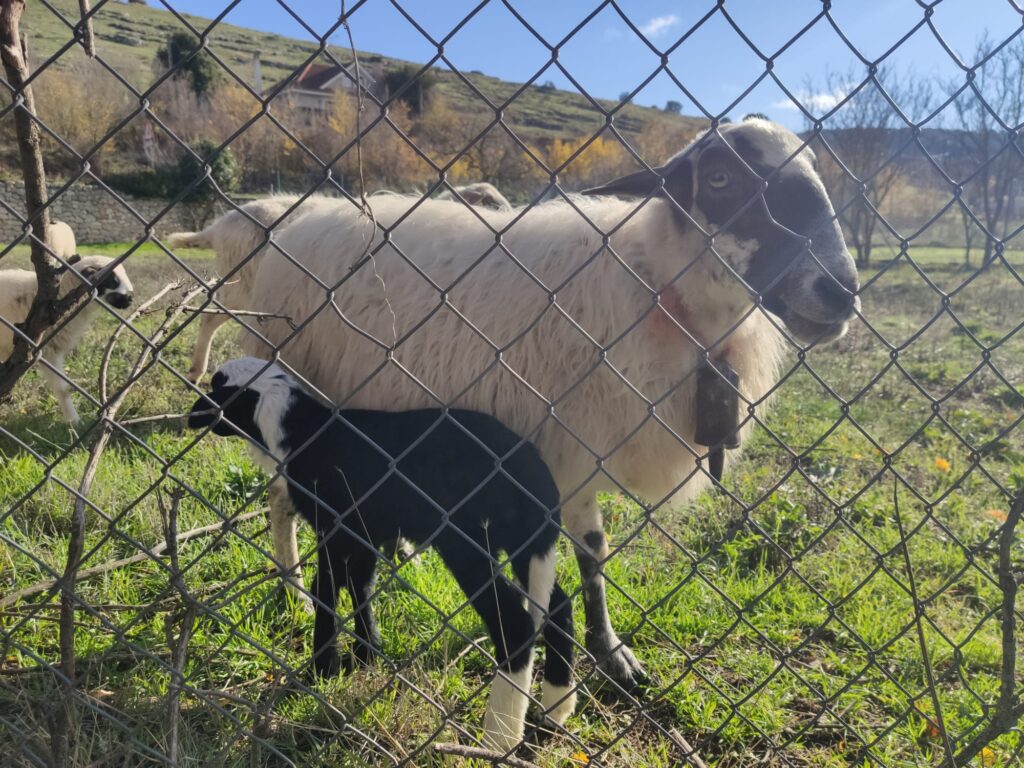 De la nada a la Granja, comienza la aventura