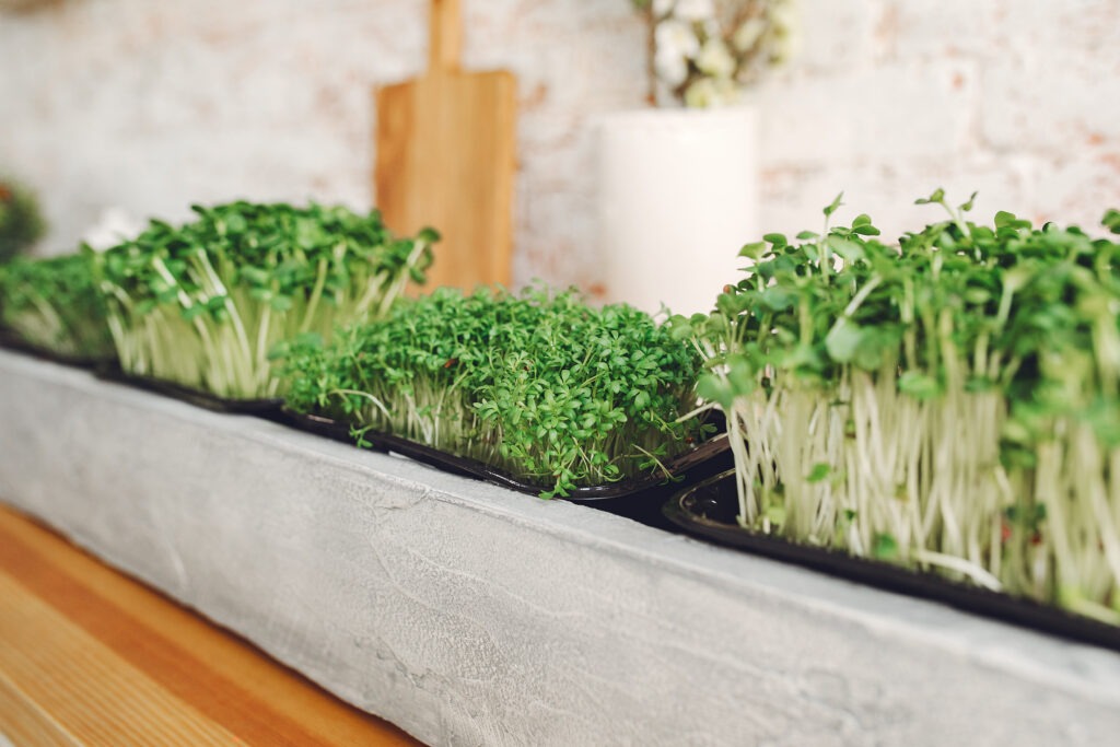 Cómo crear una huerta en tu terraza: Guía completa paso a paso para cultivar tus propios alimentos en casa