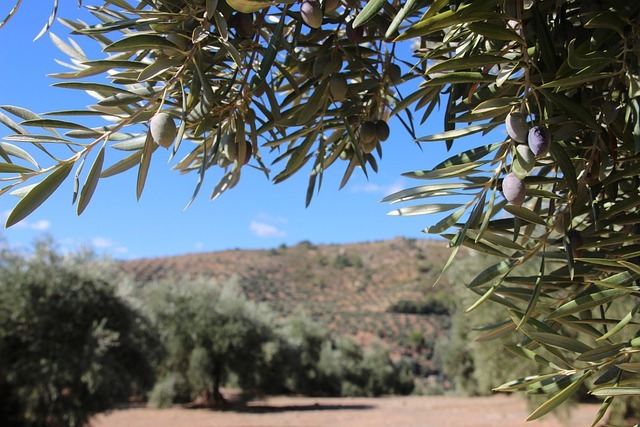 Olivo árboles frutales de secano