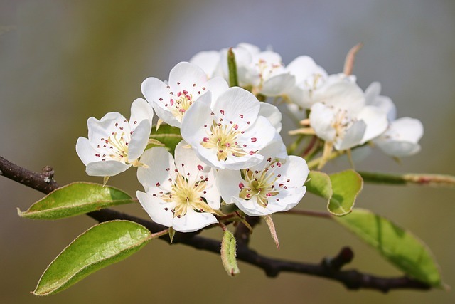 Los mejores árboles frutales de secano: Guía completa para cultivar en tu jardín