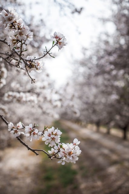 Almendro árboles frutales de secano