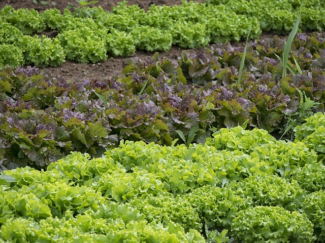 Huerto gracias a Beneficios y técnicas del acolchado en jardinería