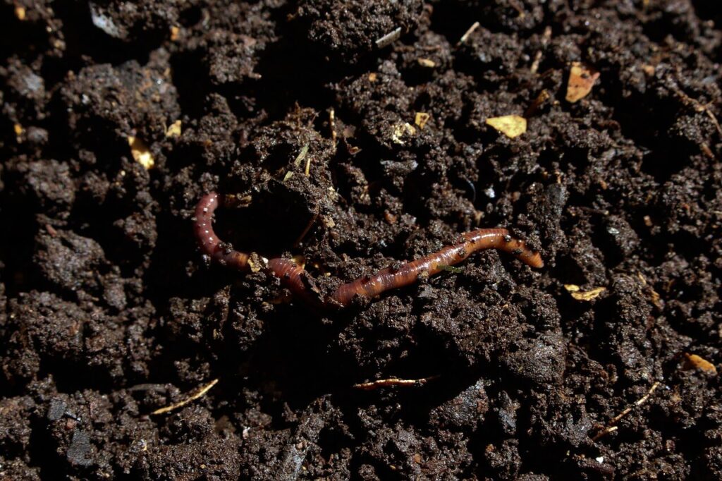 Descubre los 5 beneficios del humus de lombriz para mejorar tu jardín y tus cultivos