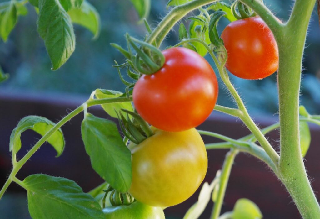 Cómo cultivar tomates con éxito en espacios pequeños: la jardinería en macetas