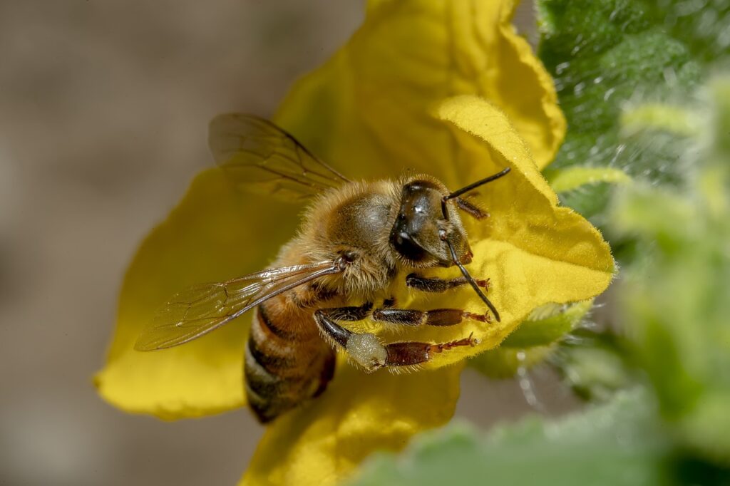 Abeja polinizando en flor amarilla.