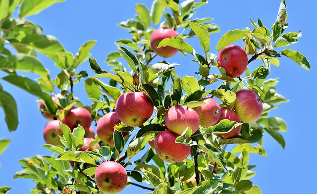 Manzanas rojas maduras en un árbol. Cuidado del manzano